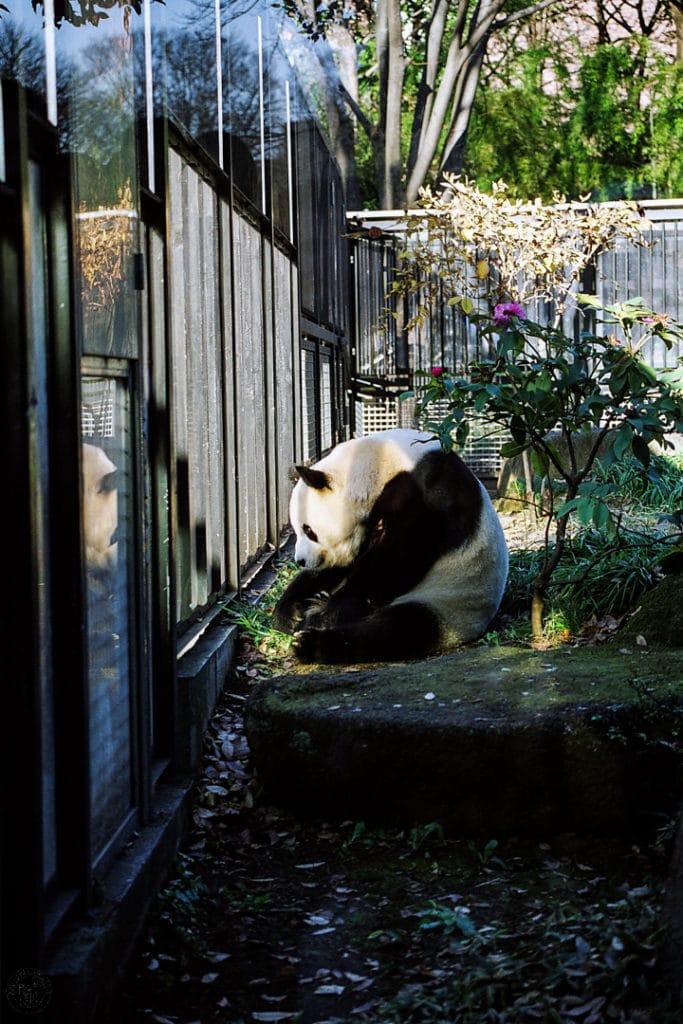Le PANDA du Zoo de UENO