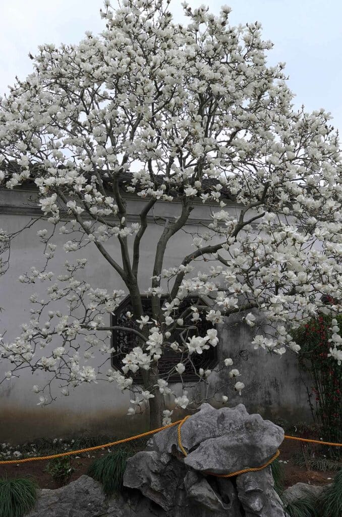 Les jardins du Grand Administrateur , Magnolia