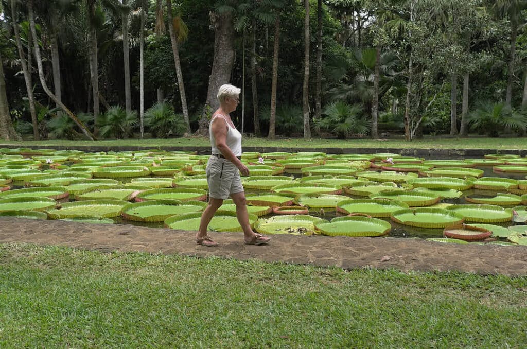 Les nénuphars de PAMPLEMOUSSE