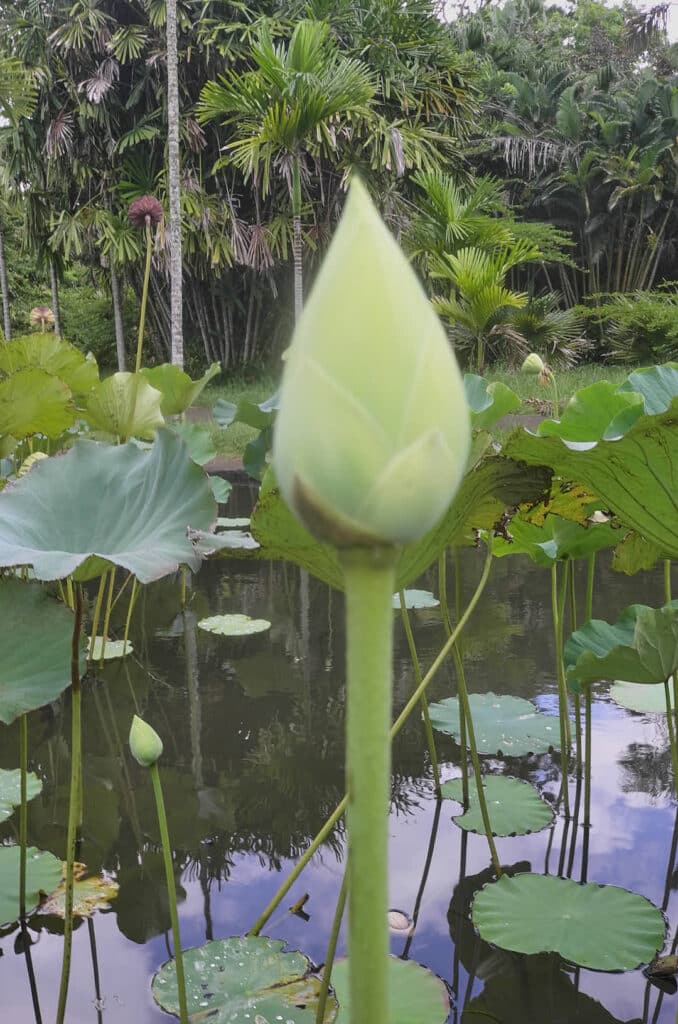 PAMPLEMOUSSE, Fleur de lotus