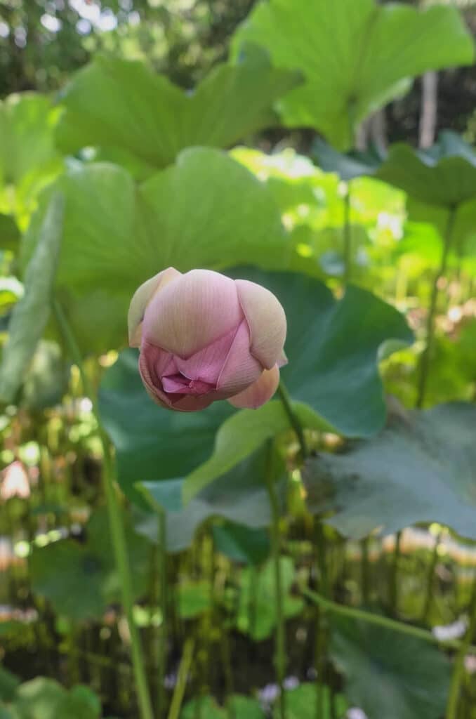 PAMPLEMOUSSE, Fleur de lotus rose