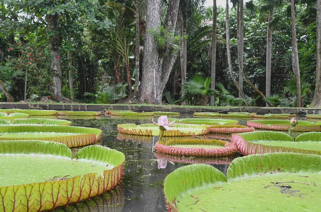 PAMPLEMOUSSE, La fleur des nénuphars