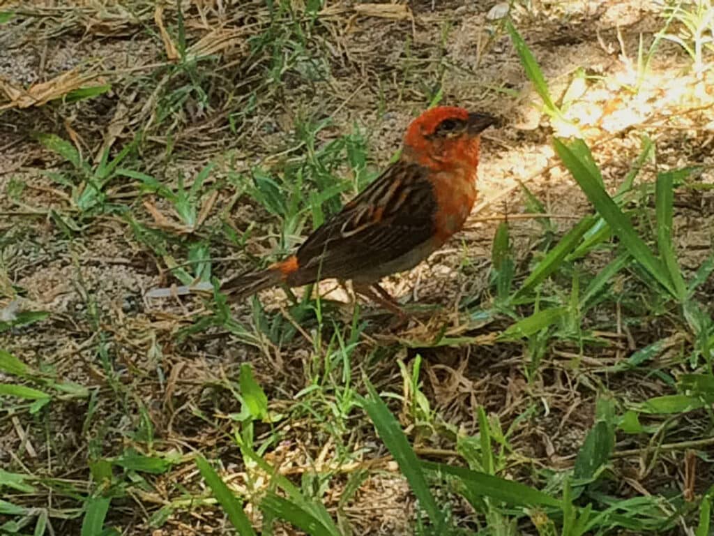 Le Foudi de l'ile, serin rouge ou Cardinal