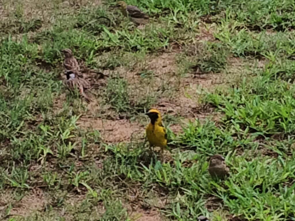 Le serin jaune du CAP ou du MOZAMBIQUE