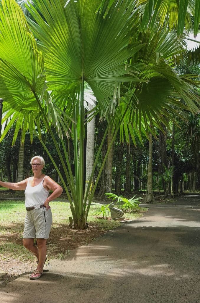 PAMPLEMOUSSE Sous l'arbre du voyageur