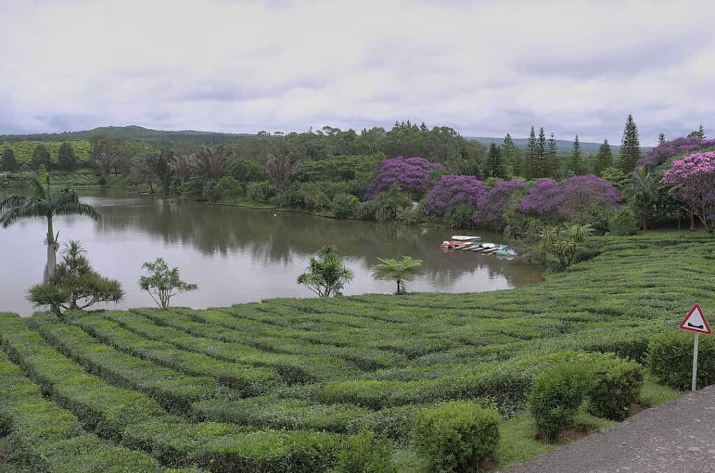 Les cultures de Thé de BOIS CHERI