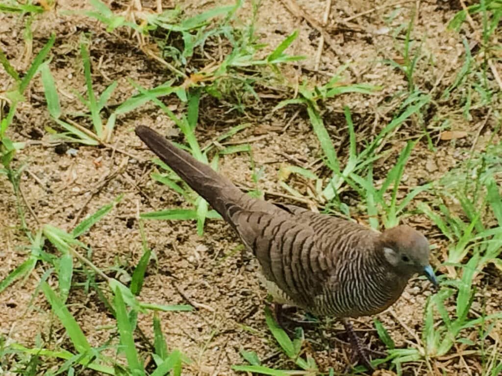 Tourterelle de Maurice