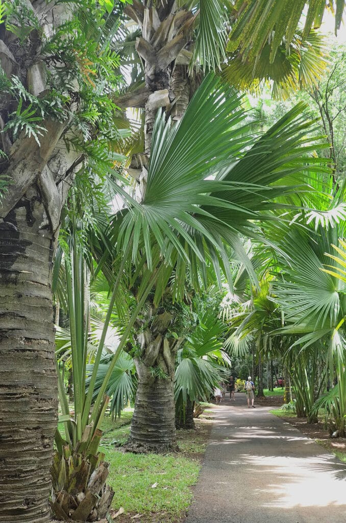 PAMPLEMOUSSE, l'allée des palmiers